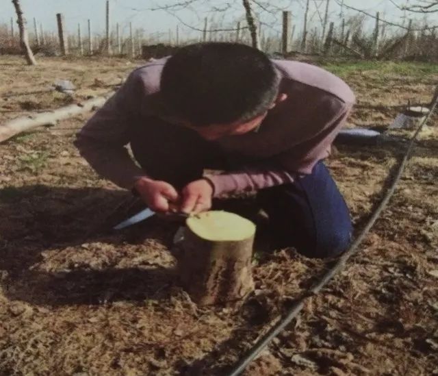 老苹果树嫁接改造视频,苹果树老树最新改造方案