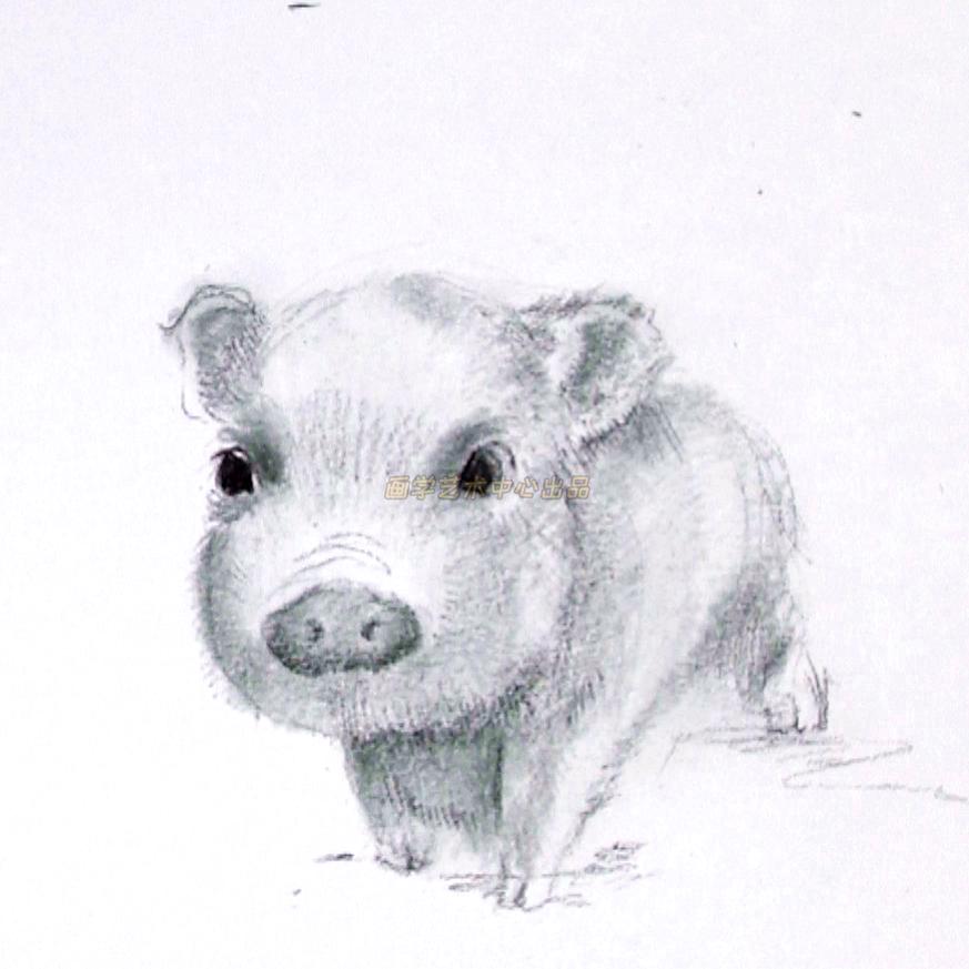 简单小猪绘画教程,用数字勾画出可爱的小猪