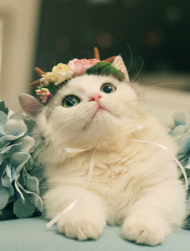 冬天宝宝皮肤粗糙颗粒状像鸡皮痒,猫咪肉垫上有个硬硬的是什么东西