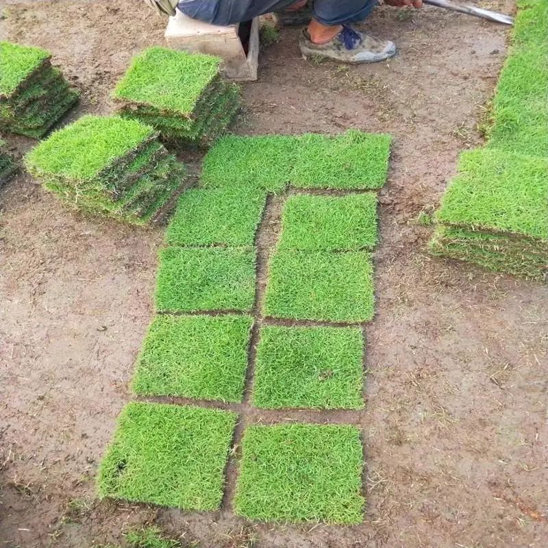 精心饲养的花草,精心呵护花草的收获和感受