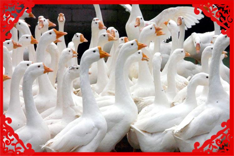 适合农村小型养殖的致富项目,农村养殖羊创业项目计划书