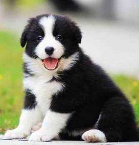 搞笑又可爱的狗子,萌到流鼻血宠物的搞笑可爱瞬间