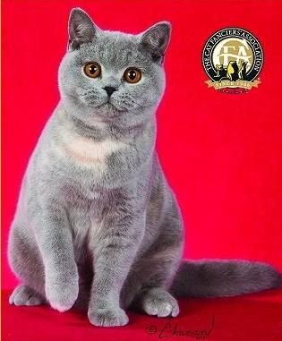 英国短毛猫什么毛色好,英国短毛猫十种受欢迎的毛色