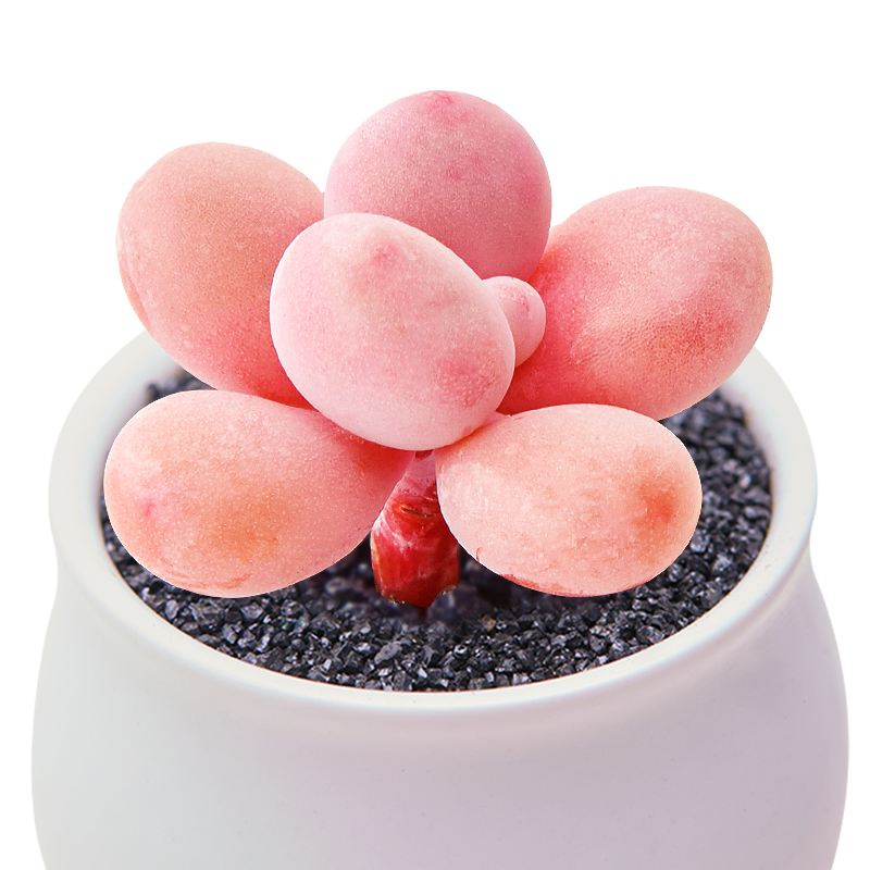 1000种多肉植物图鉴大全大图,景天科1000种多肉植物图鉴