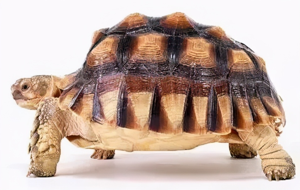 各种龟类图片大全大图,龟类展示会