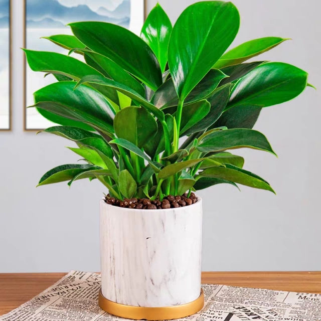 大叶金钻如何养护,金钻的保养方法