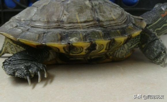 普通买的那种龟长什么样子,什么样的龟最值钱