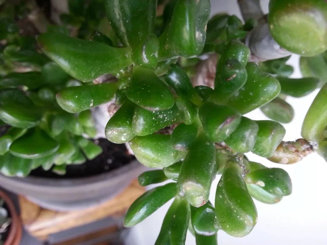 阳台上的花哪来的蚧壳虫,养花爱生虫教你一招根除蚧壳虫