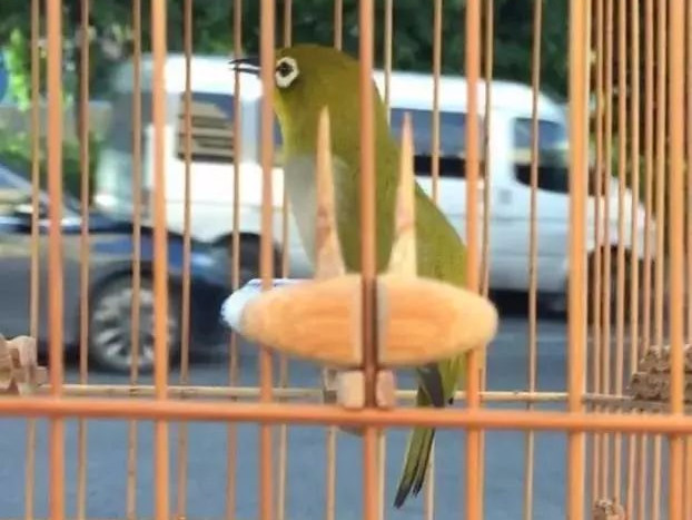 暗绿绣眼鸟属于保护动物吗,南方暗绿绣眼鸟哪种好