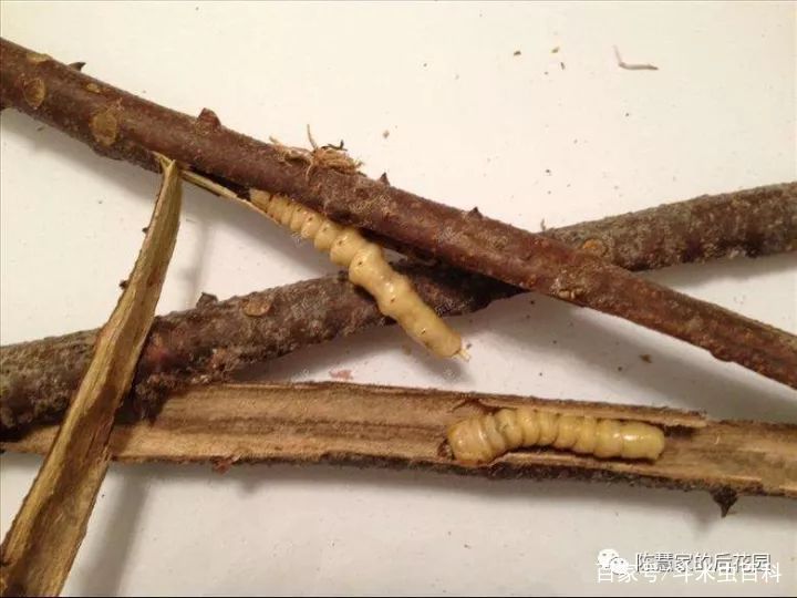 斗米虫到底卖到哪里去了,斗米虫市场前景如何