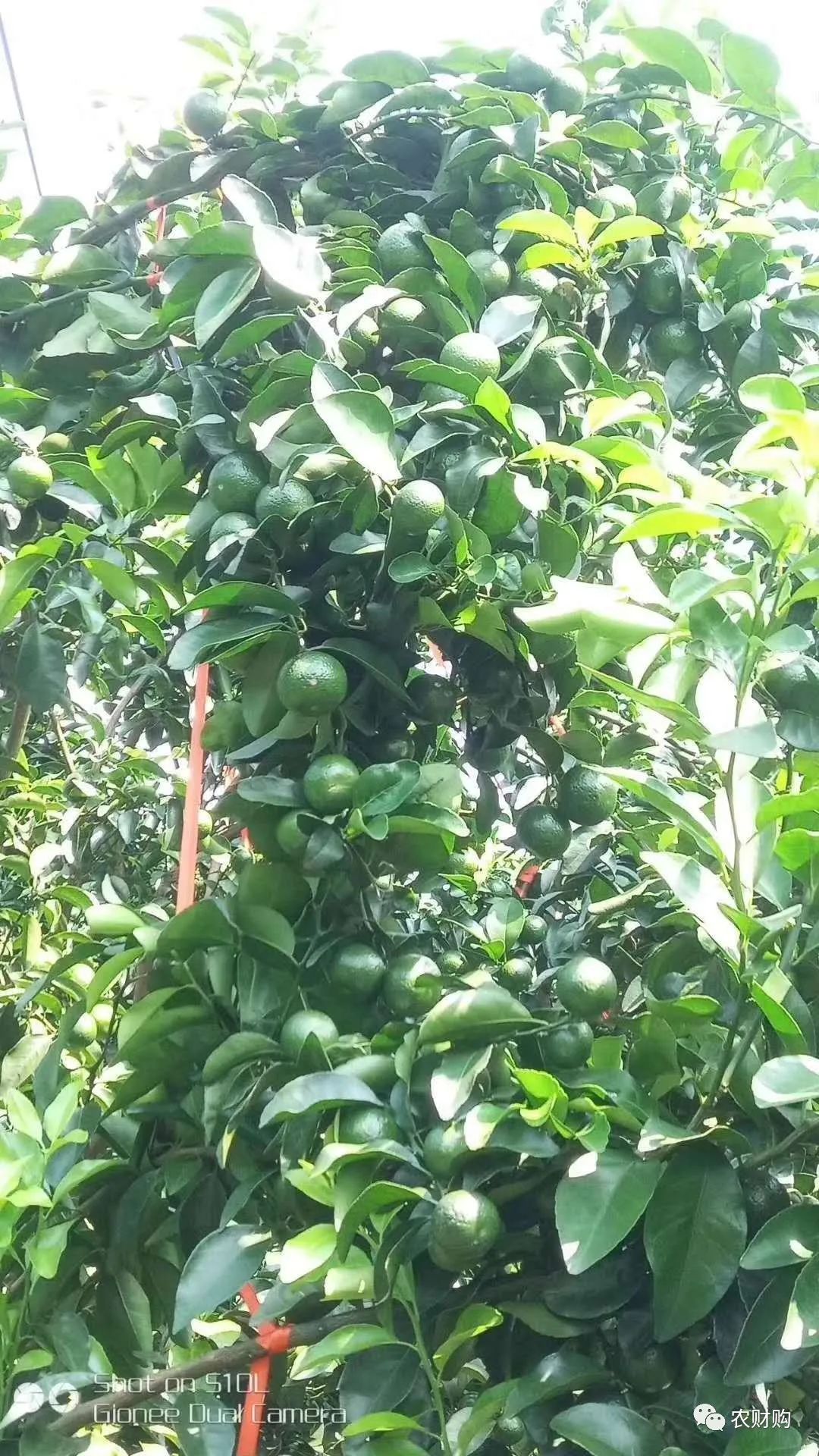 柑橘果的处理方法,柑橘大小果有办法补救吗