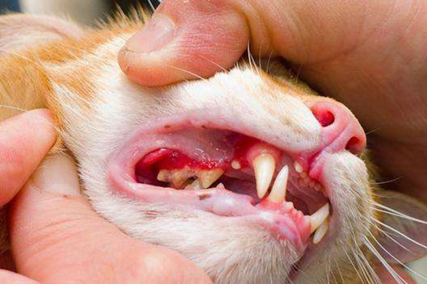 猫咪口臭去除,猫咪口臭的解决方法和调理方法