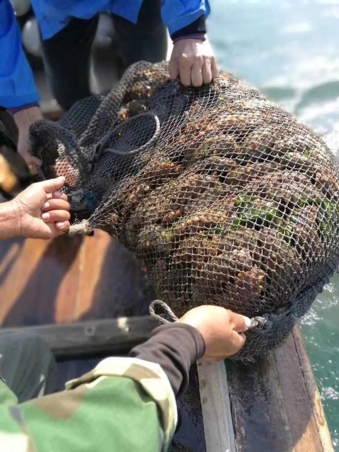 海参的鉴别方法你买的海参还好吗 (网上买的海参和真海参不一样)