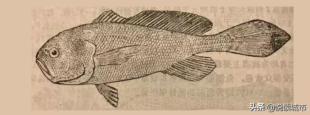 上海河道有什么好吃的鱼,上海好吃的鱼种有哪些鱼