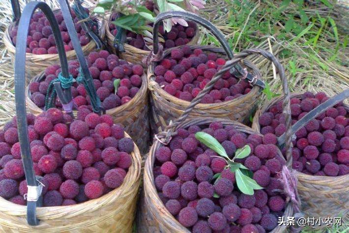 杨梅酸甜可口，但把杨梅汁弄到衣服上怎么办？这6种方法你用过吗?