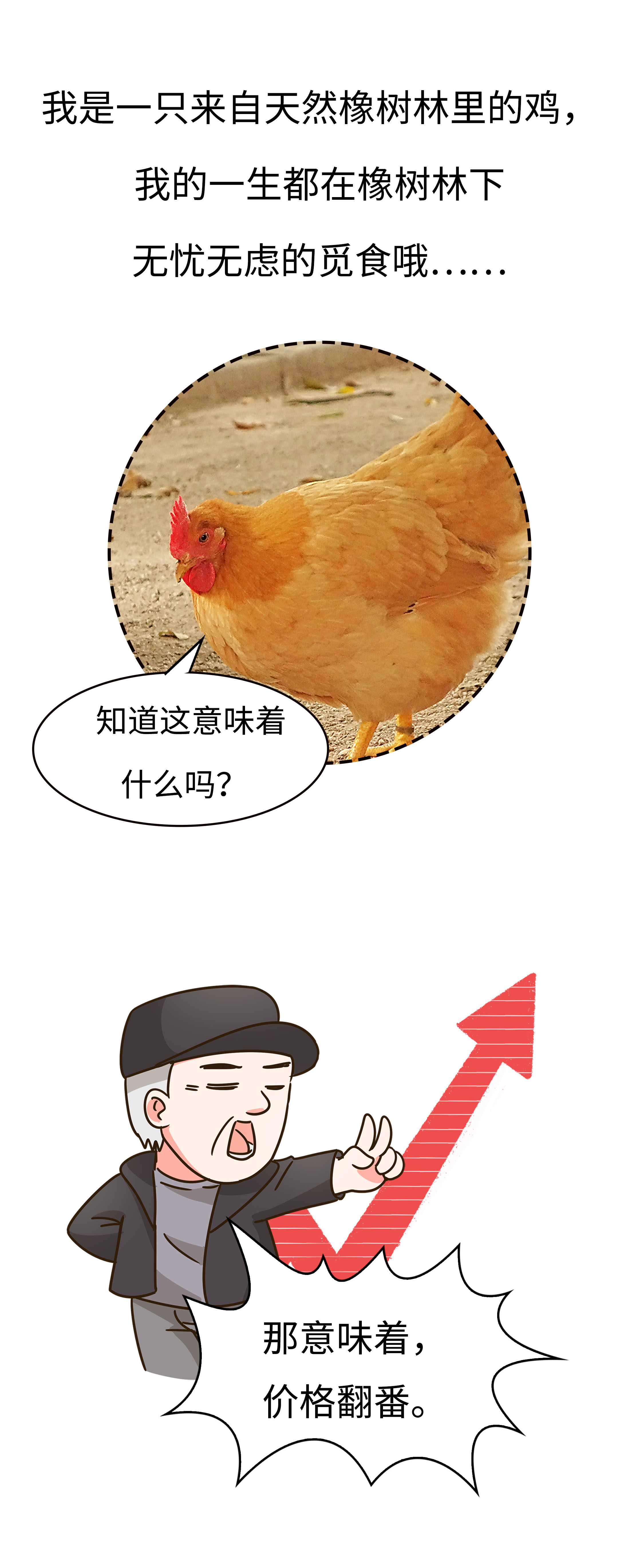 高价格，假广告，毒饲料，如何避免吃到不靠谱的鸡蛋（菲李漫画）