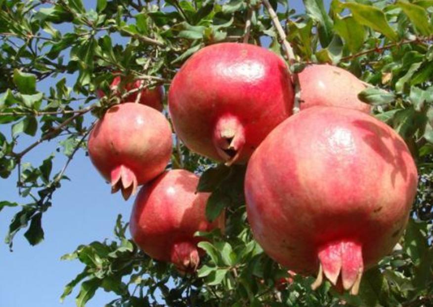 自己种的石榴太酸怎么变甜,怎么种石榴比较甜