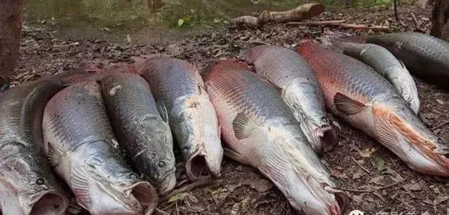 世界顶级淡水鱼大全,世界上顶级鱼类大全