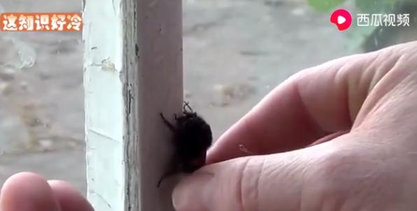 蜜蜂蜇完人留下的刺为什么在动,蜜蜂蜇完人后蜜蜂为什么会死视频