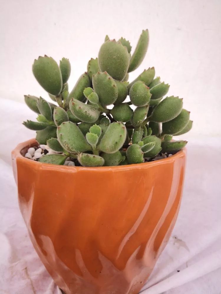 最美的20种多肉,15种最美的多肉