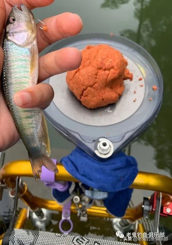 科学钓鱼评测老鬼速胜者鱼竿,老鬼速胜者7.2鱼竿测评