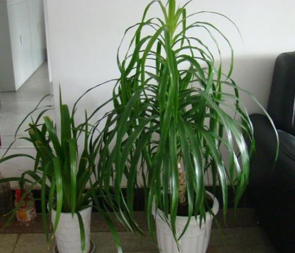 养龙血树怎么修剪,养龙血树用什么肥好