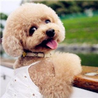 灰色泰迪犬身体长方是不是不纯,泰迪犬纯不纯看哪里毛转不转