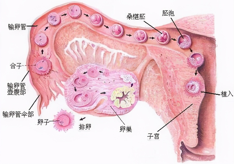 你竟是喝着自己的尿液长大的,在母亲体内,你都经历了什么?