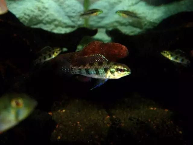 好养好看又有趣的几种观赏鱼,奇葩又好养的观赏鱼