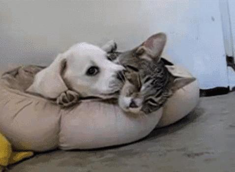 “Youareagaydog”不是“你是同性恋狗狗”