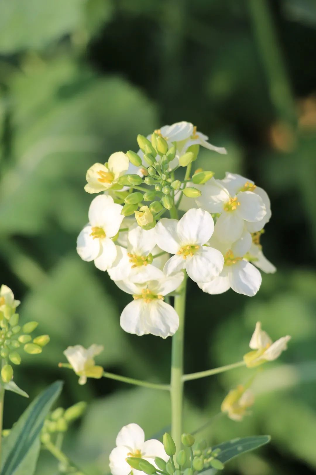 赏春图鉴丨赏花海、品清茶、尝美食...乌当百宜镇这条宝藏春游线路，就等你来打卡啦！