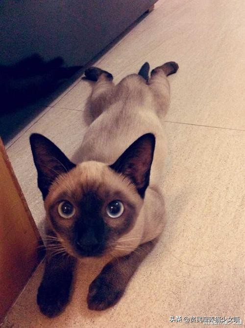 猫中之狗?挖煤的?温变猫咪?揭秘你不知道的暹罗猫