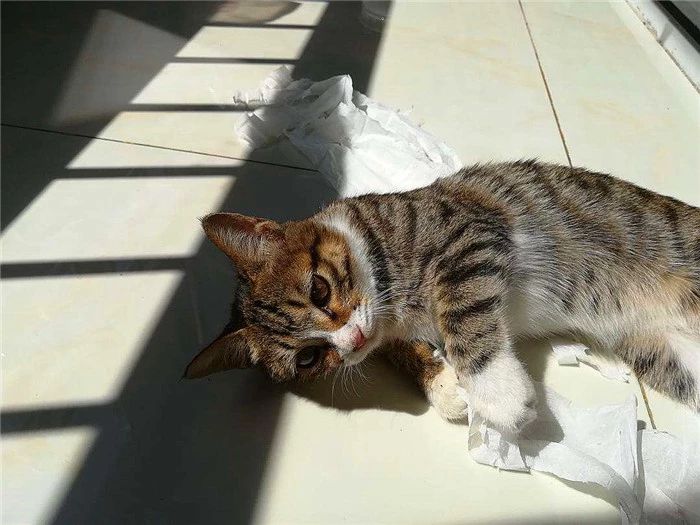 用百合花帮爱猫发情?母猫却因此出现肾衰竭,需知此为“毒花”