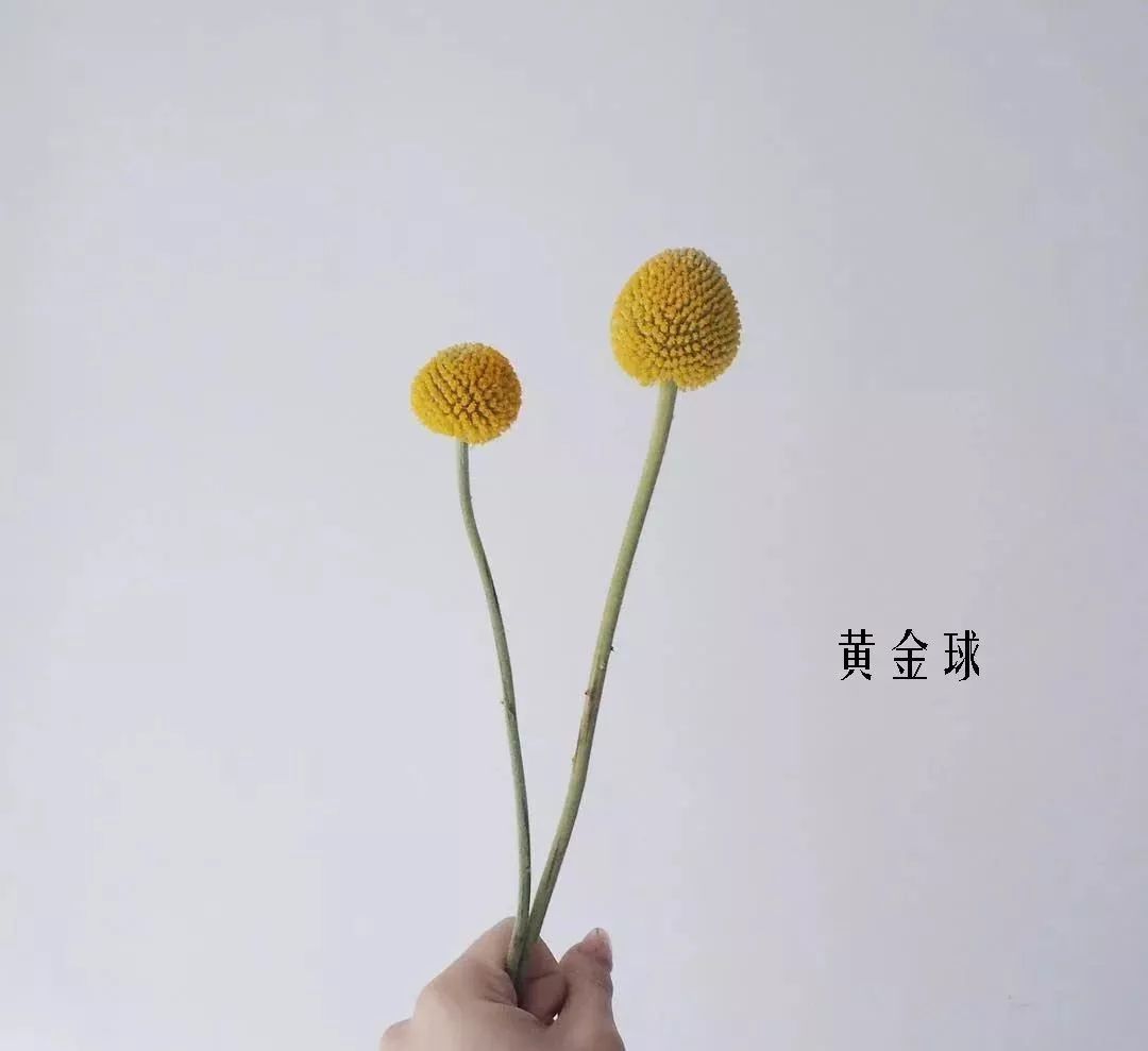 鲜花店常见花材品种大全,花店里同款的两种不同价格的花材