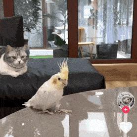 能不能养宠物鼠狗兔猫,能不能养宠物鼠猫狗呢