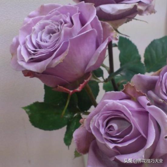 四季开花的月季又香又好养有几种,最漂亮10种盆栽月季