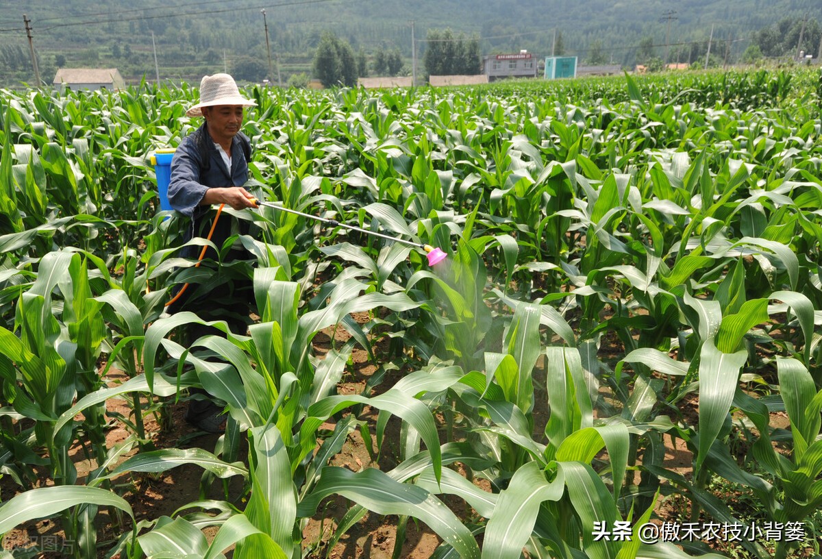 尿素和液体氮肥哪个好,液体氮肥到底是什么