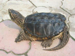 新手养龟自制龟缸,推荐新手龟