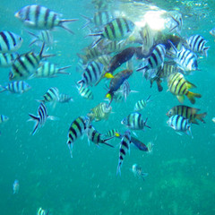 涛岛潜水考证,ow自由潜水证书