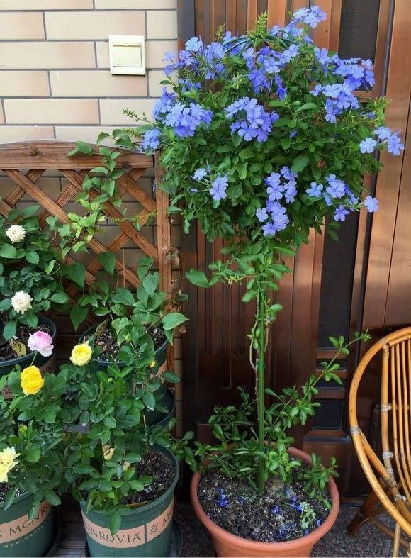 阳台养蓝雪花棒棒糖,阳台养绣球花爆盆