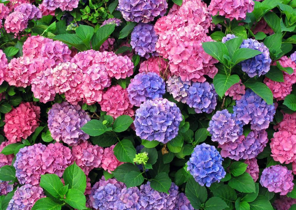 蟹爪兰花用小苏打水浇花好吗,小苏打养花的三个小妙招