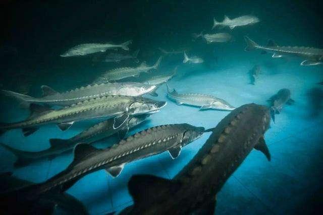 养殖鲟鱼骗局,中国养殖鲟鱼