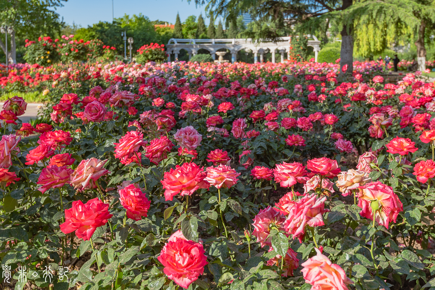 月季花中国特有品种,从中国运到欧洲的四种月季