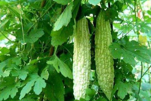 无土栽培蔬菜成本,无土栽培蔬菜投资成本如何