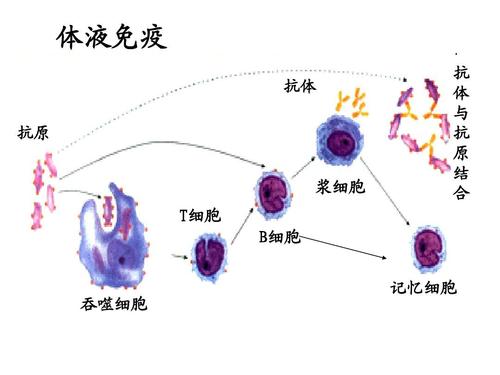 人乳头瘤病毒(HPV)感染诊治专家共识