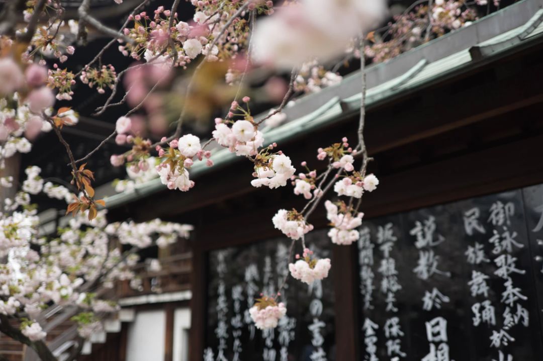 日本顶尖的花道,日本三道茶道书道花道