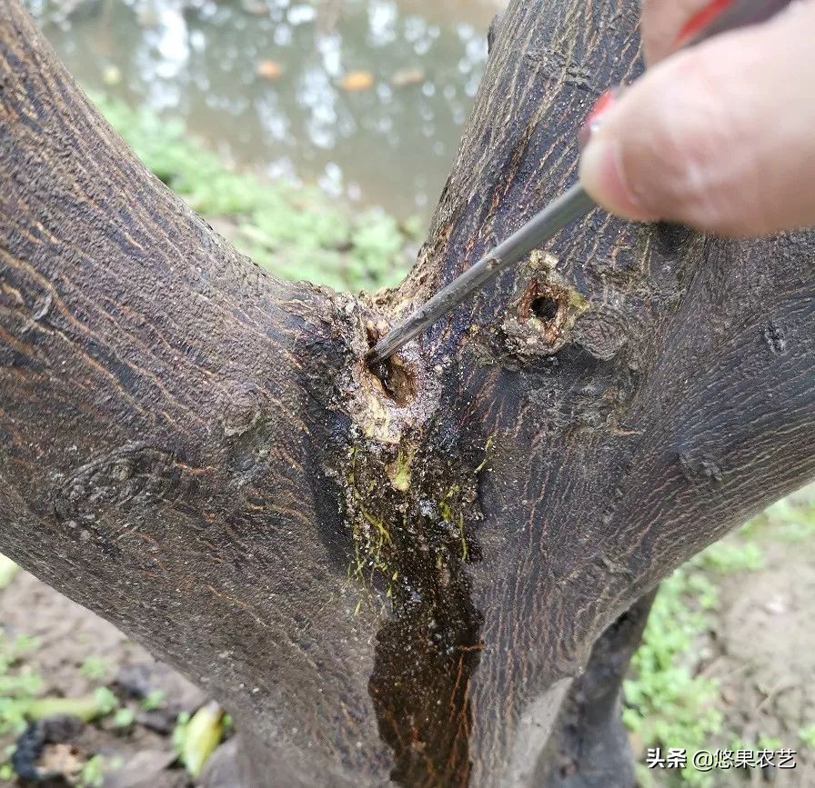 柑橘天牛防治可以管多长时间,柑橘天牛危害时间