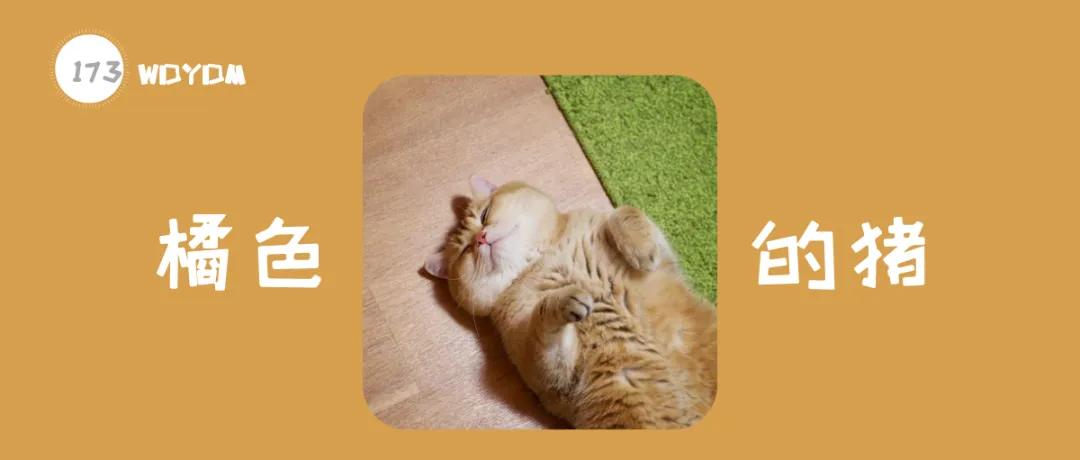 橘猫半年大概多少斤,橘猫半年