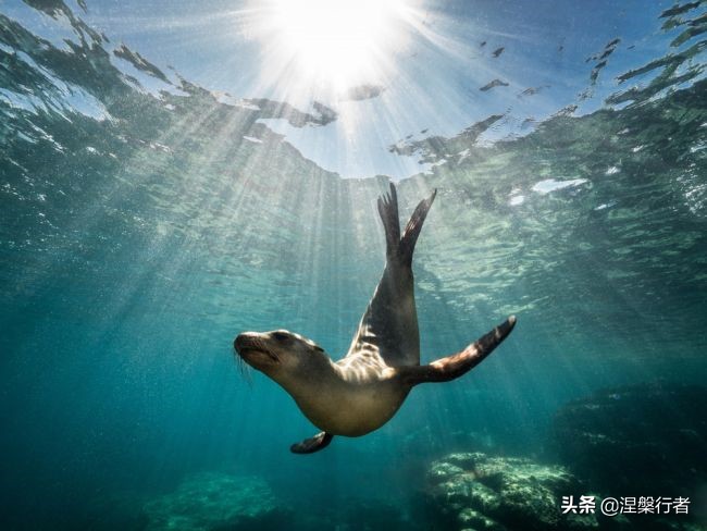 50种珍稀保护动物,为什么人类应该保护濒危物种