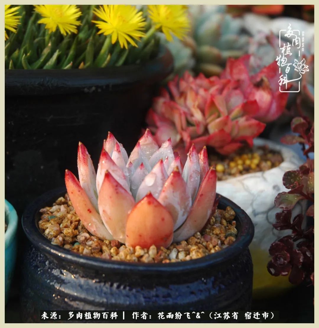 我家老臧：从反对到爱屋及乌的多肉守护人